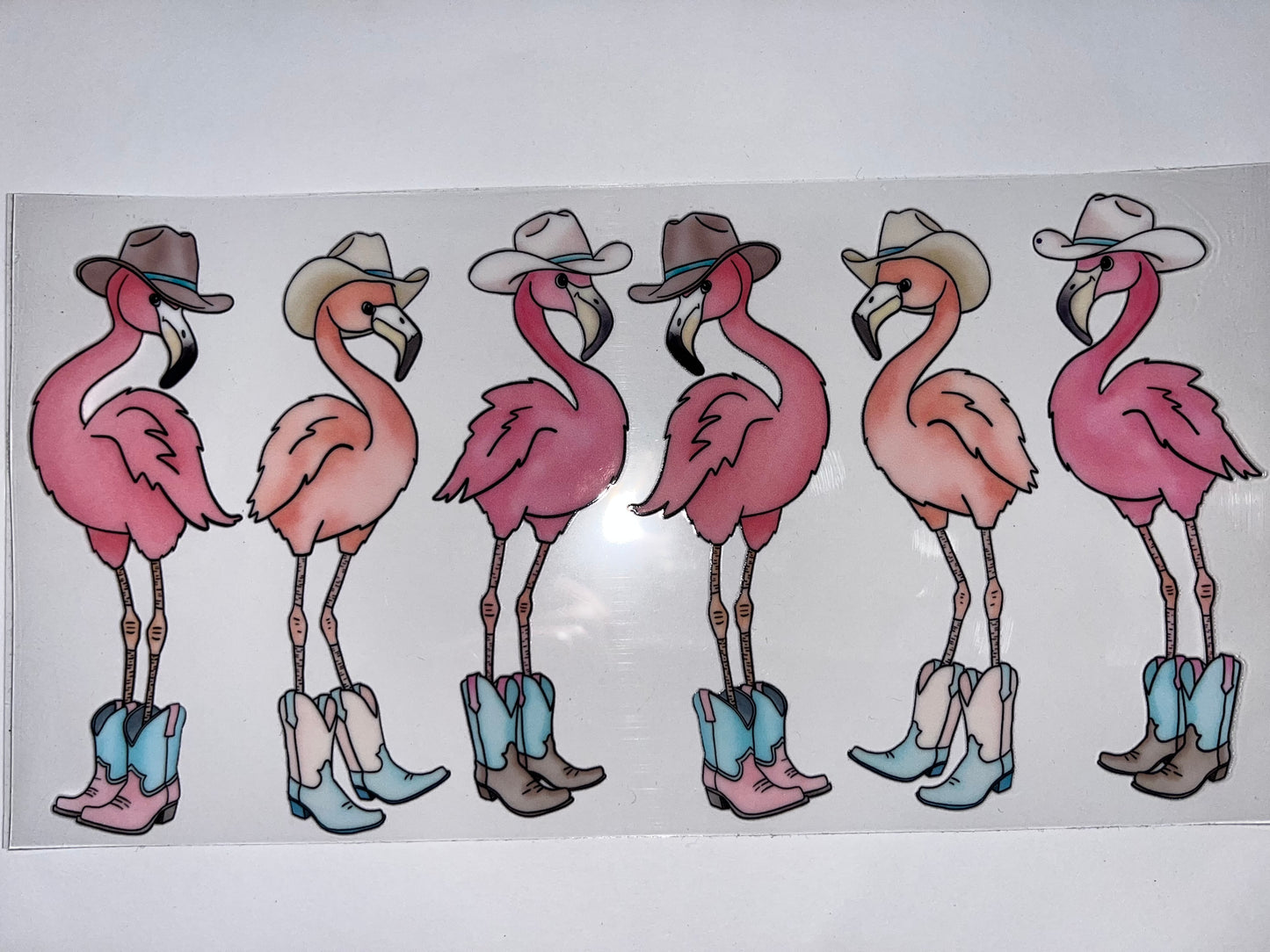 Western Flamingos