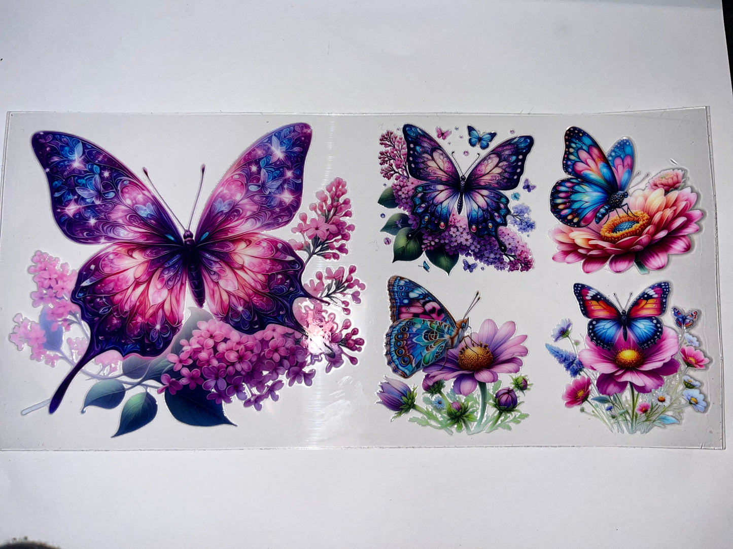 Butterflies & Flowers